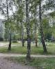 Продам 3-комнатную квартиру в Екатеринбурге, Юго-Западный, ул. Академика Бардина 39, 60 м²