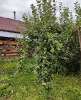 Продам дом, г.о. Первоуральск КС Аметист, 30 м², 7 соток