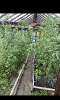 Продам дом, СТ Весна, 37 м², 6 соток