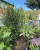 Продам дом в Екатеринбурге, ЖБИ, садоводческое некоммерческое товарищество Факел-1 29, 50 м², 5 соток